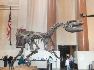 Natural History Museum Skeleton