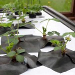 A closeup of the Aeroponic strawberries after 2 weeks of growing.