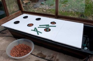 The NFT Strawberry Hydroponic System showing the places for all the clay pebble filled pots