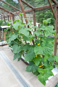 Cucumber plants after 4 weeks in the NFT system