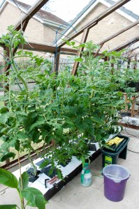 Tomato plants after 4 weeks in the NFT system