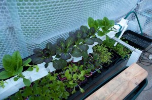 My Pak Choi and Winter lettuce growing in my Ebb and Flood trial system over the top of my flooding converted NFT tank growing more plants and watercress.